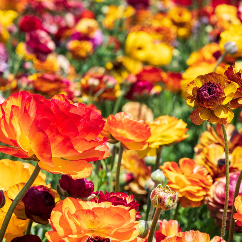 Ranunculus Tecolote? Picotee Mix