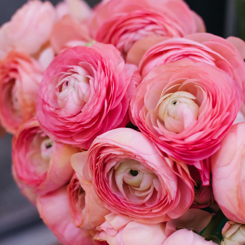 Ranunculus Tecolote? Pink