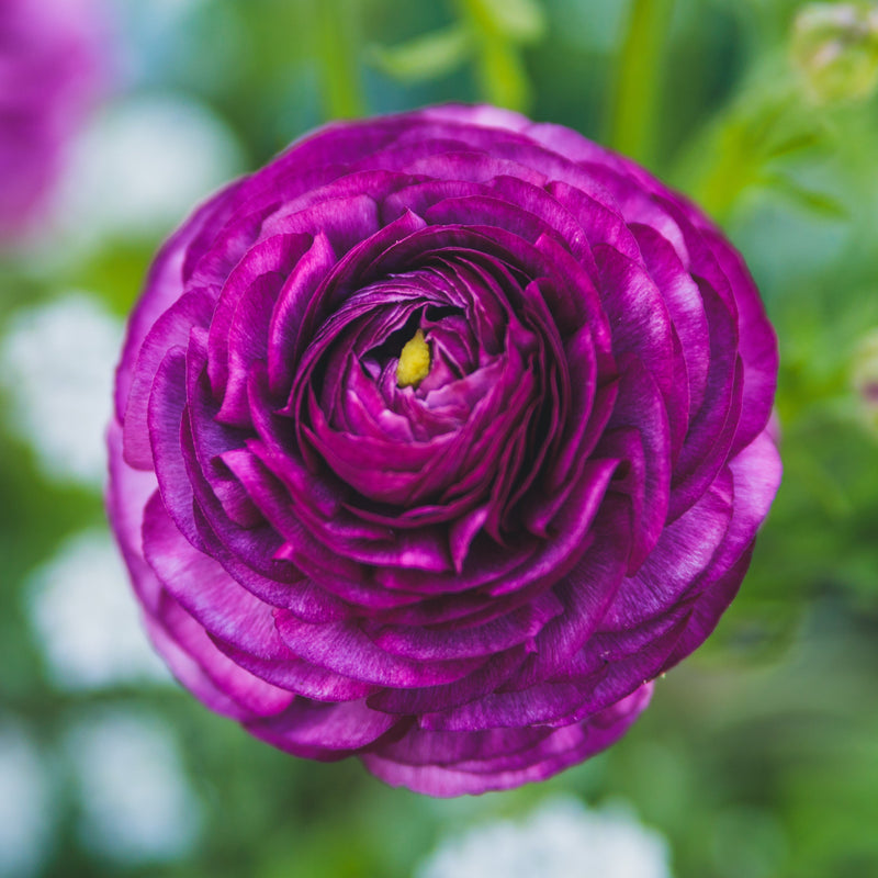 Ranunculus Tecolote? Purple