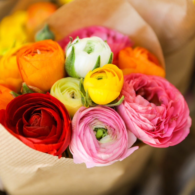 Ranunculus Tecolote? Rainbow Mix