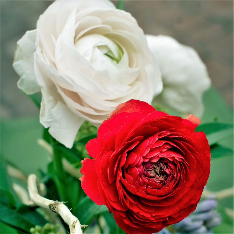 Ranunculus Tecolote? Romance Collection