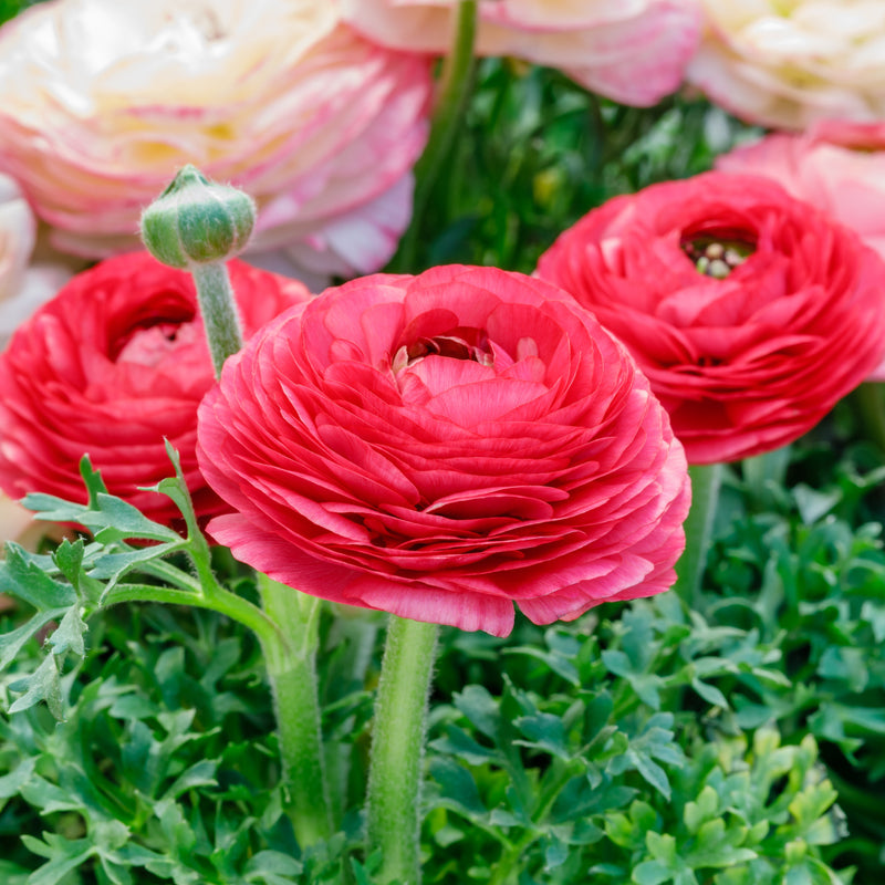 Ranunculus Tecolote? Rose