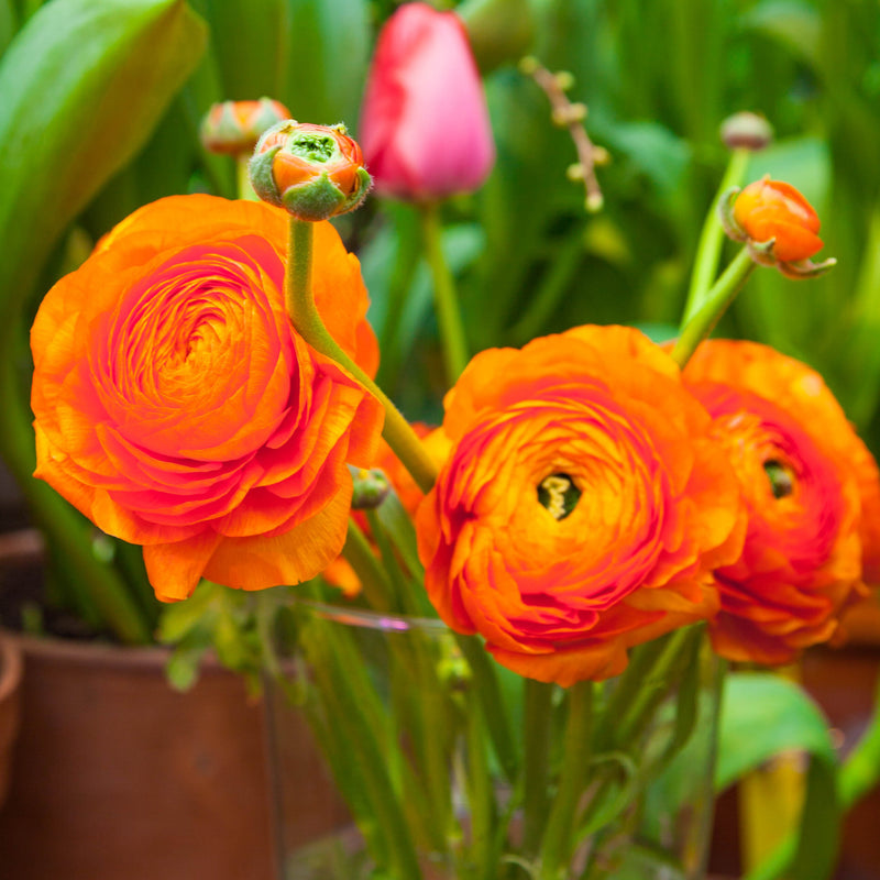 Ranunculus Tecolote? Sunset