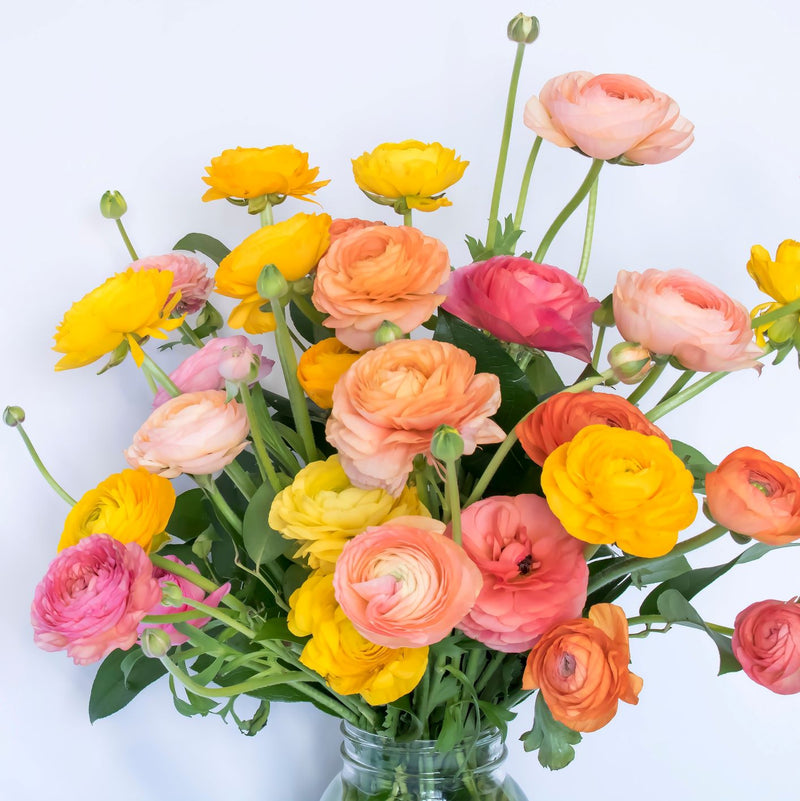 Ranunculus Tecolote? Tropical Sunset Collection