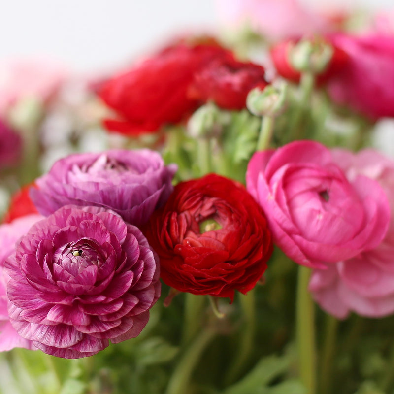 Ranunculus Tecolote? Very Berry Collection