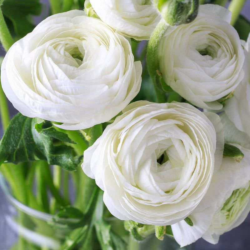 Ranunculus Tecolote? White