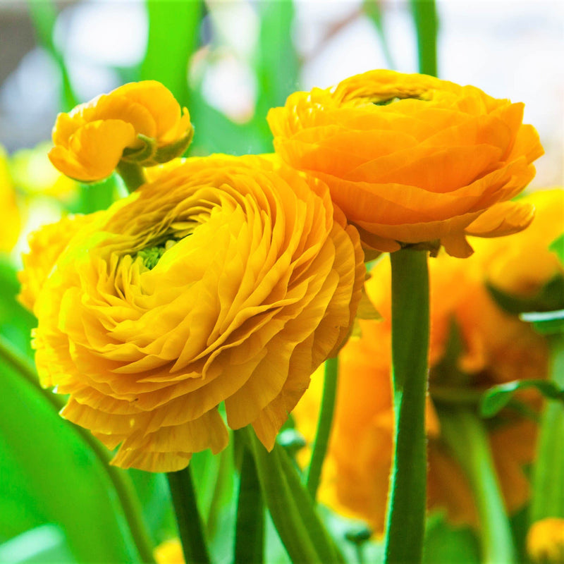 Ranunculus Tecolote? Yellow