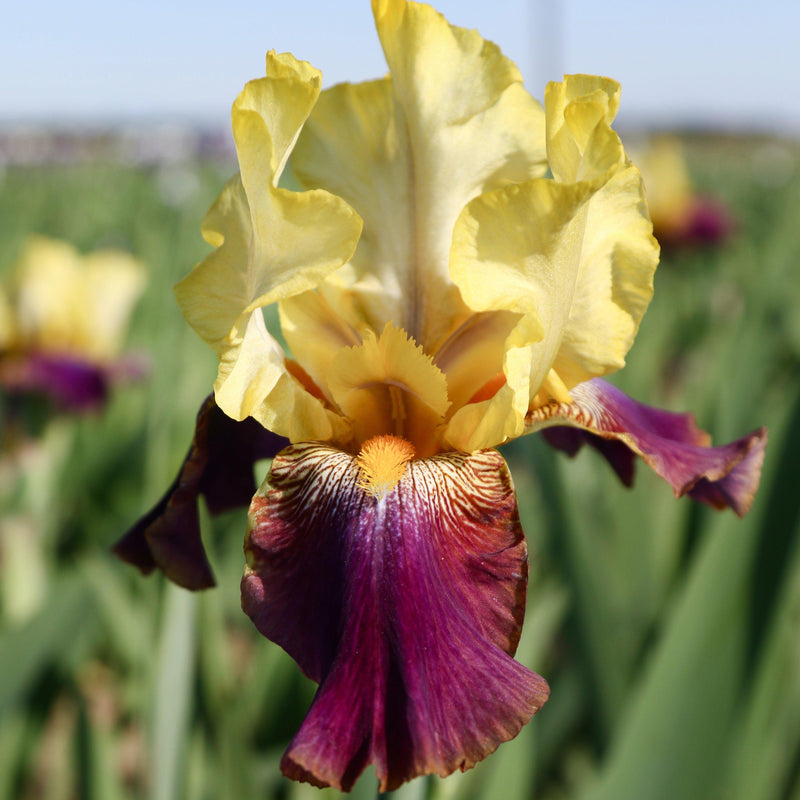 Bearded Iris Califlora Blatant (Reblooming)