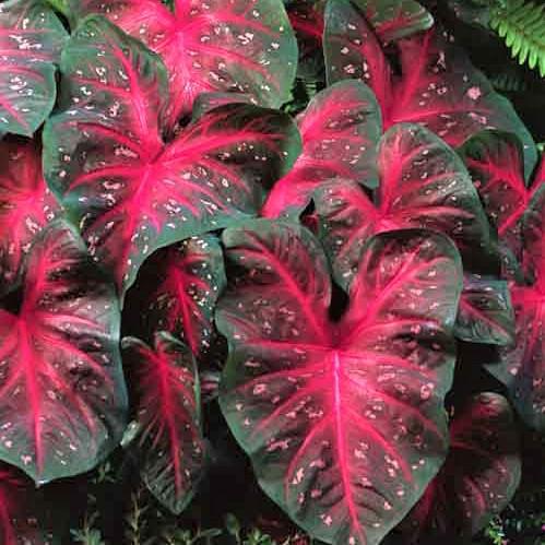 Caladium Red Flash