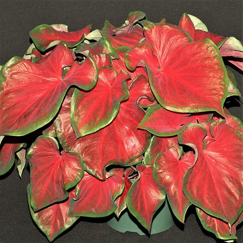 Caladium Red Ruffles