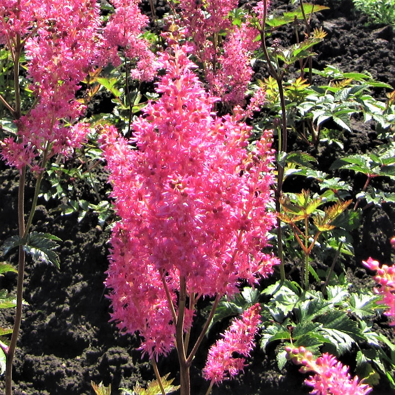 Astilbe Cotton Candy Collection