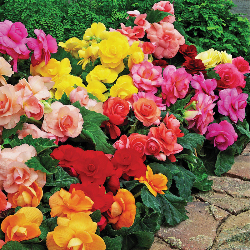 Begonia Roseform Mix