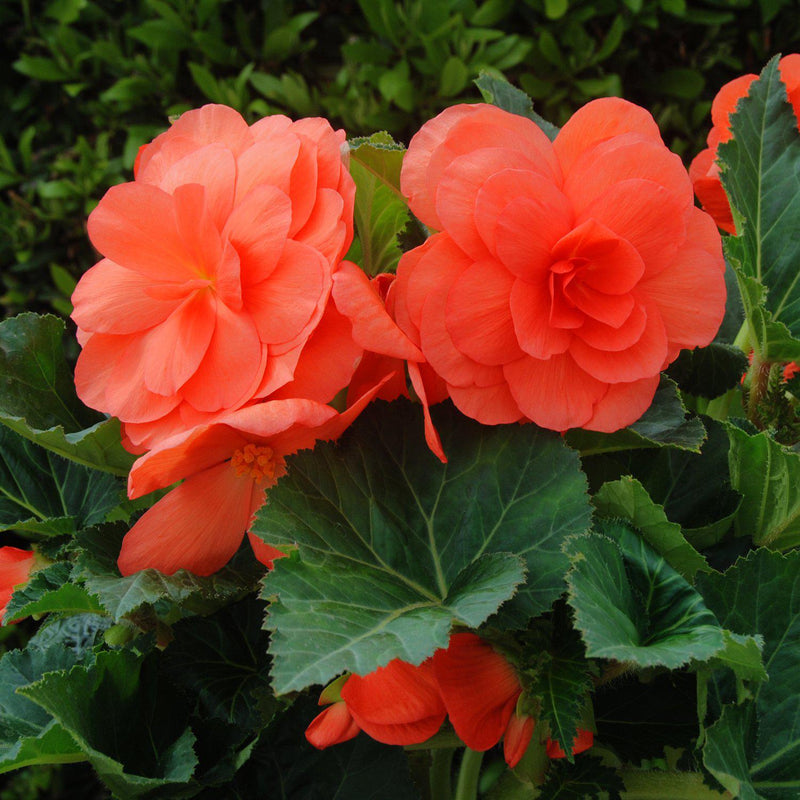 Begonia Roseform Salmon