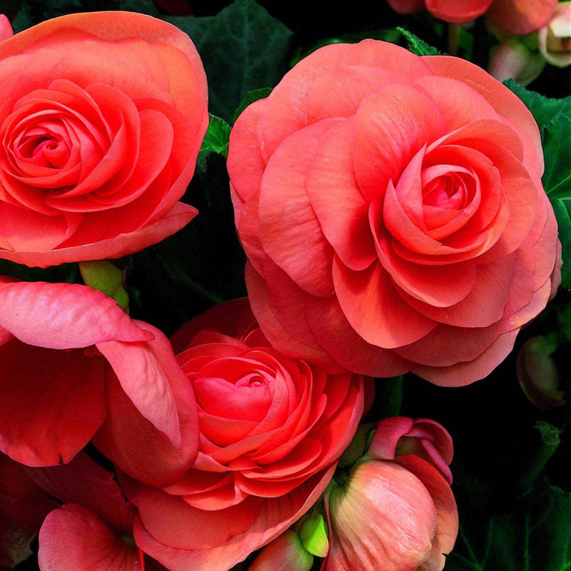 Begonia Roseform Salmon