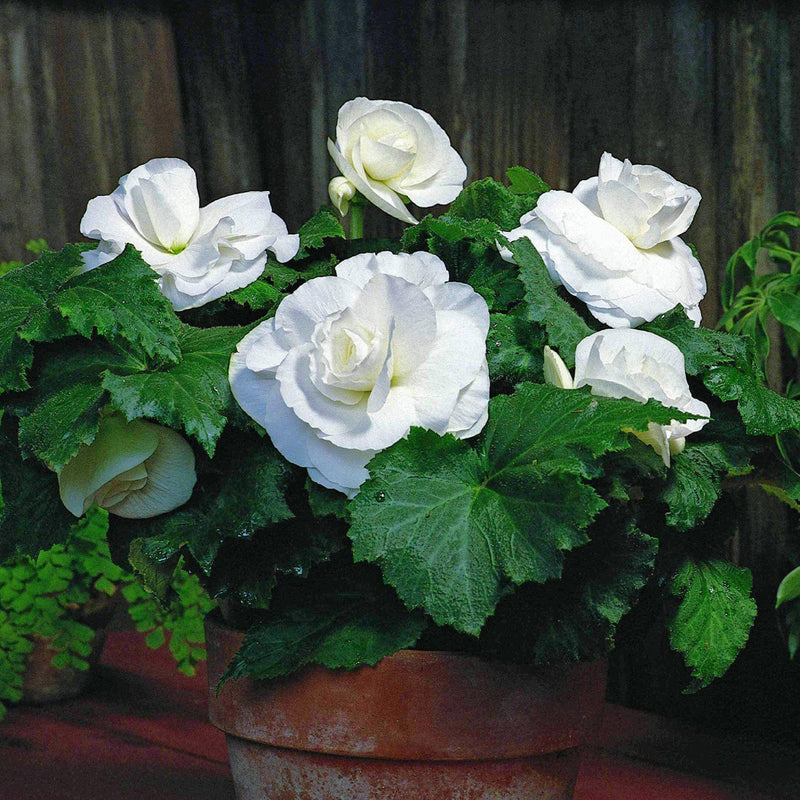 Begonia Roseform White