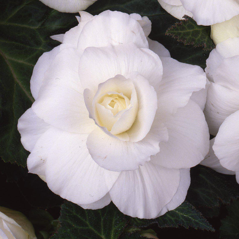 Begonia Roseform White