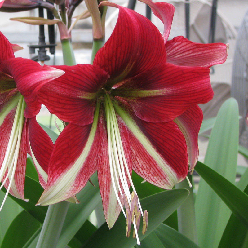 Amaryllis Ruby Star