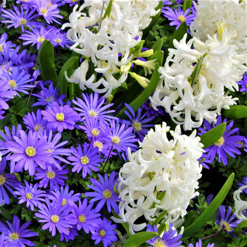 Spring Breeze Blend - Anemone & Hyacinth