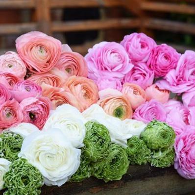 Italian Ranunculus Sherbet Mix