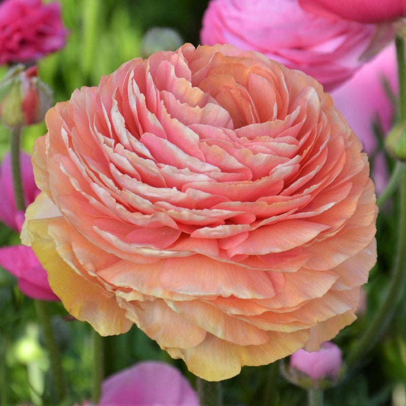 Ranunculus Tecolote? Salmon