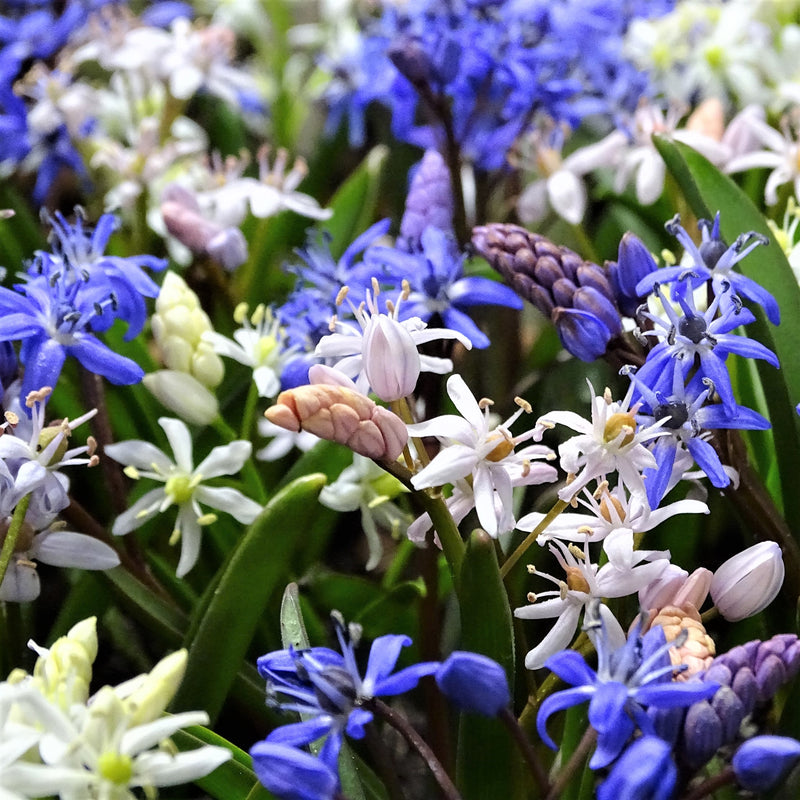 Alpine Squill (Scilla)