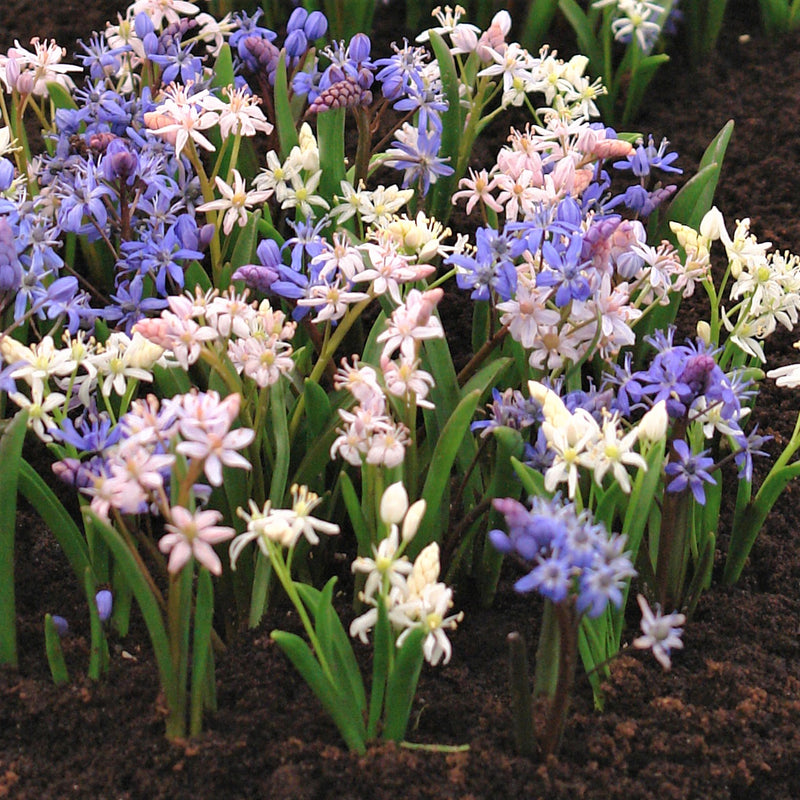 Alpine Squill (Scilla)