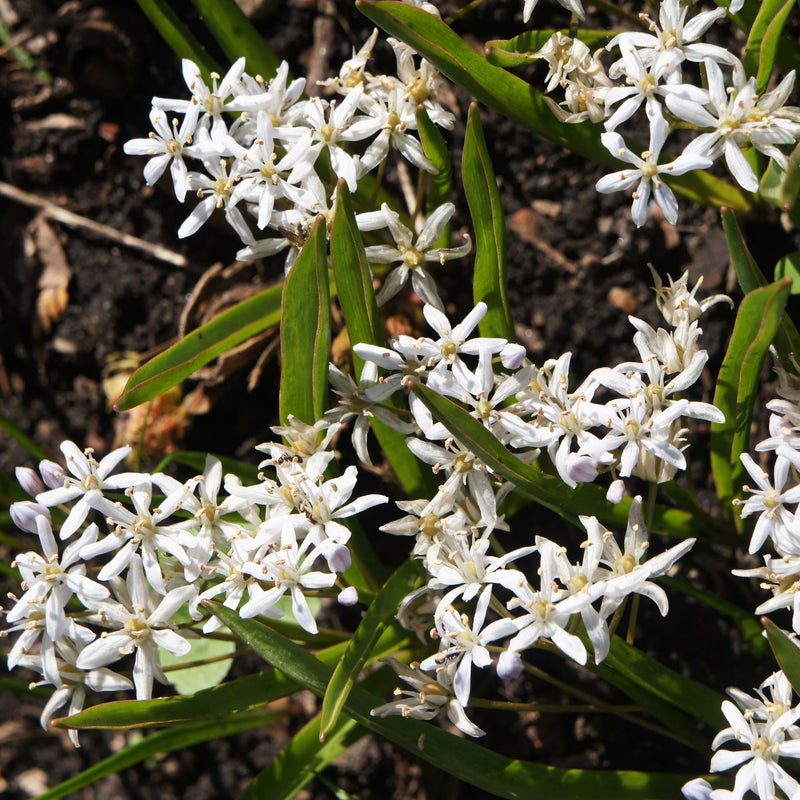 Scilla Bifolia 'Alba'