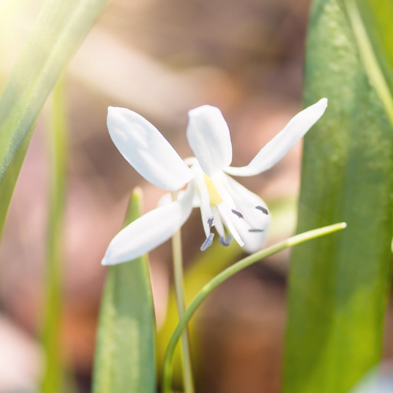 Scilla Bifolia 'Alba'