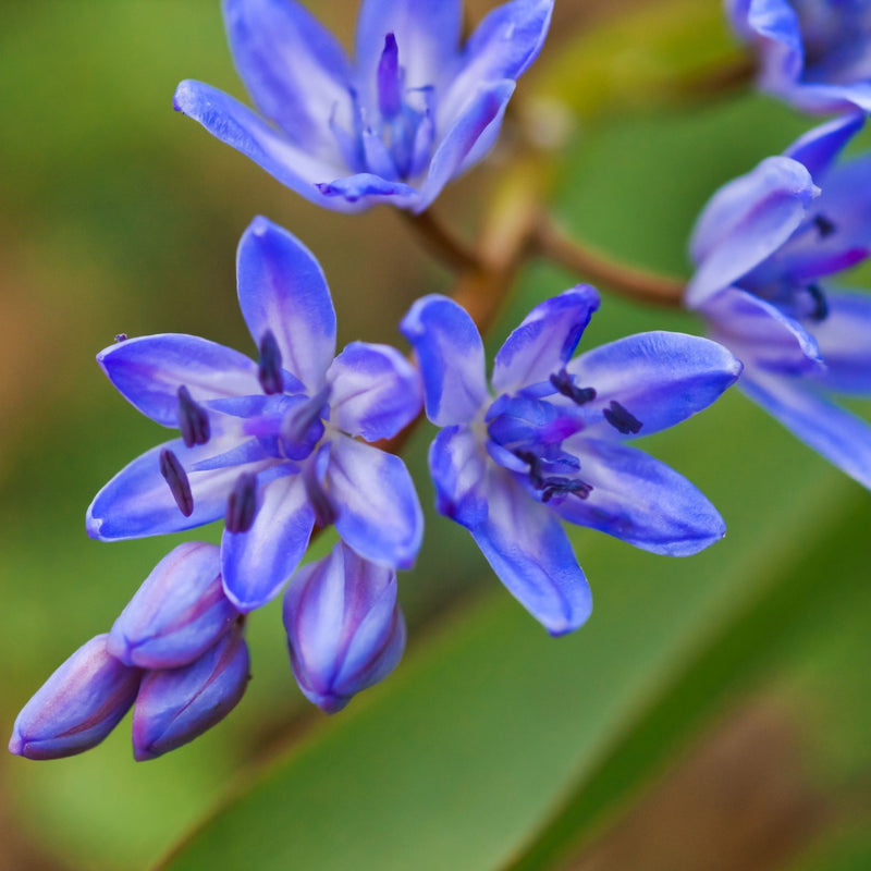 Scilla Bifolia 'Blue'