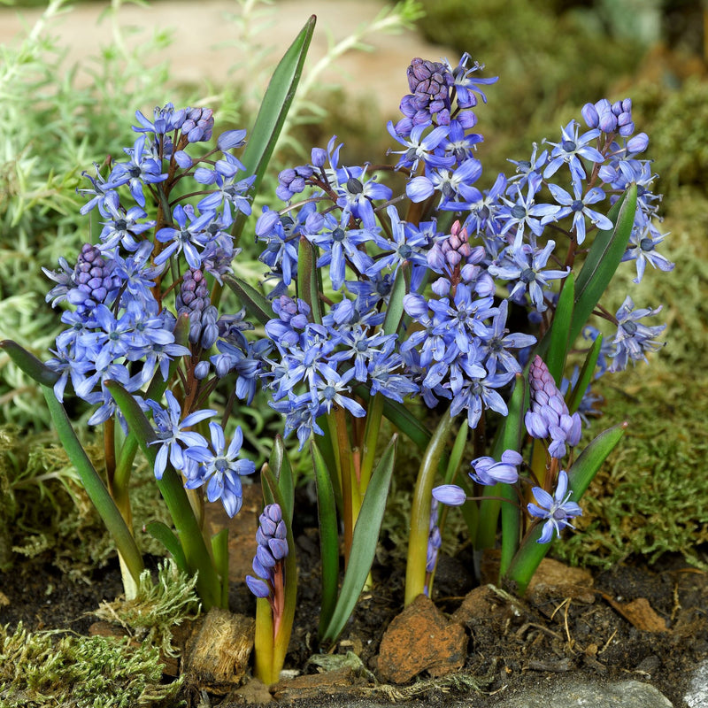 Scilla Bifolia 'Blue'