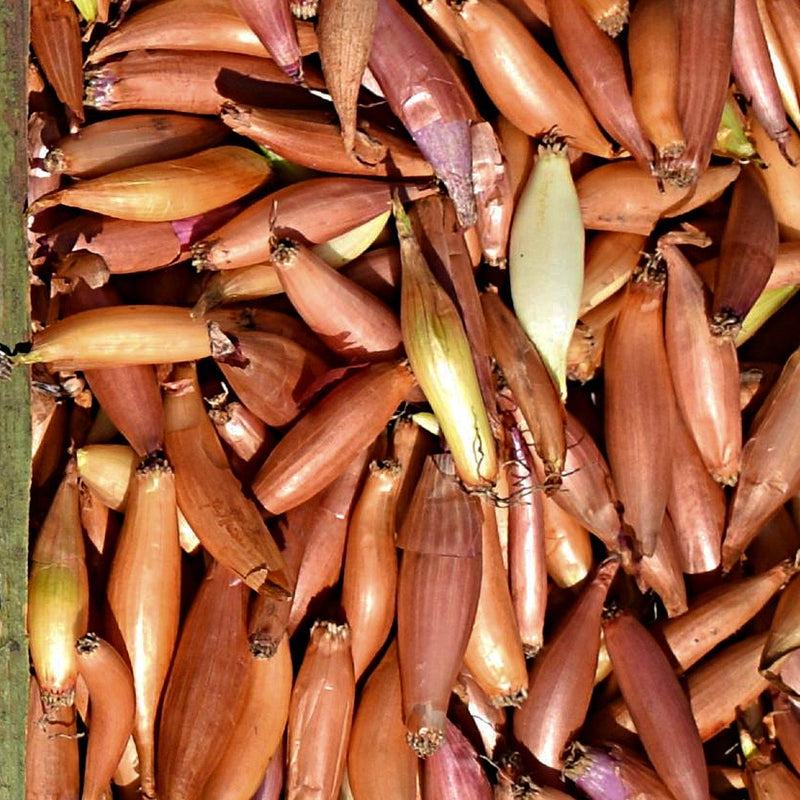 Shallot Bulbs Starters