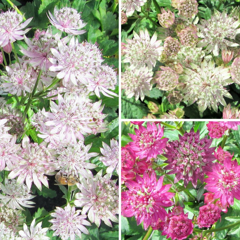 Astrantia Shooting Star Collection