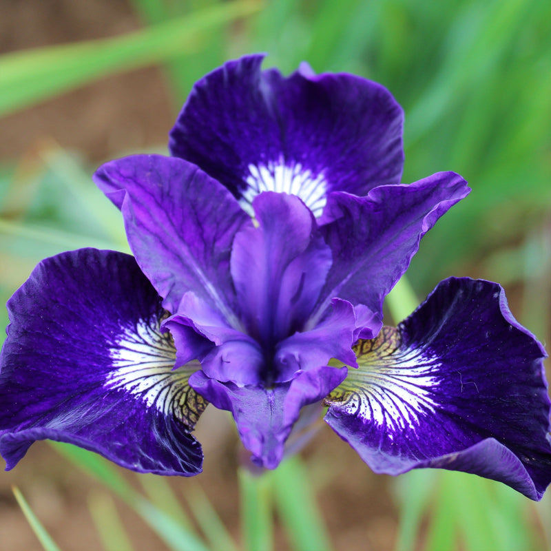 Siberian Iris Wild Tundra Mix