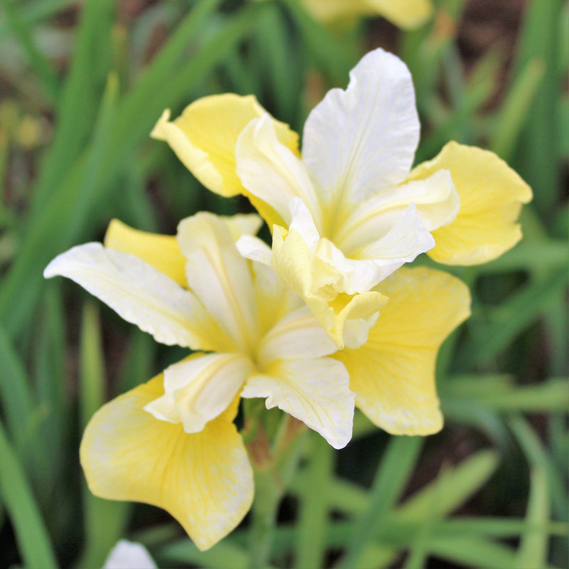 Siberian Iris Butter and Sugar