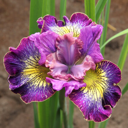 Siberian Iris (Double) How Audacious