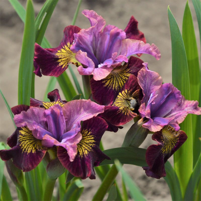 Siberian Iris Peacock Butterfly Miss Apple