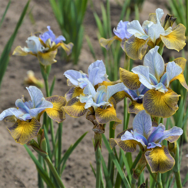 Siberian Iris Peacock Butterfly Uncorked