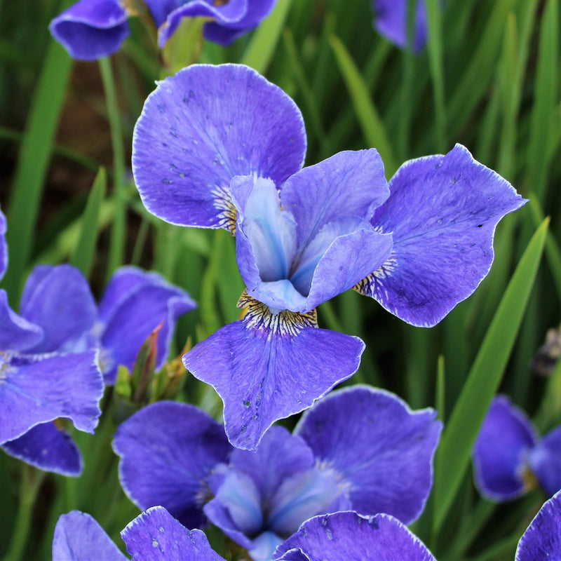 Siberian Iris Silver Edge