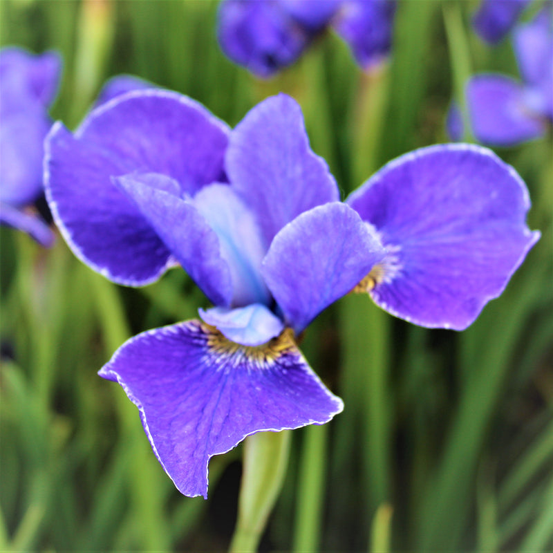 Siberian Iris Silver Edge