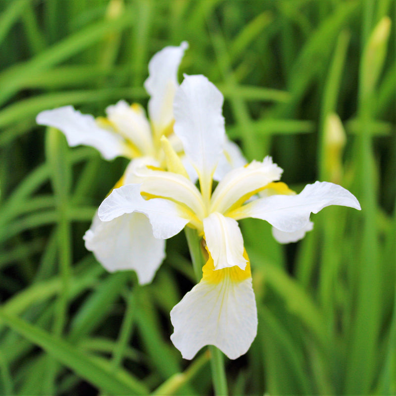 White & Yellow Siberian Iris Bulbs for Sale Online | Snow Queen ...