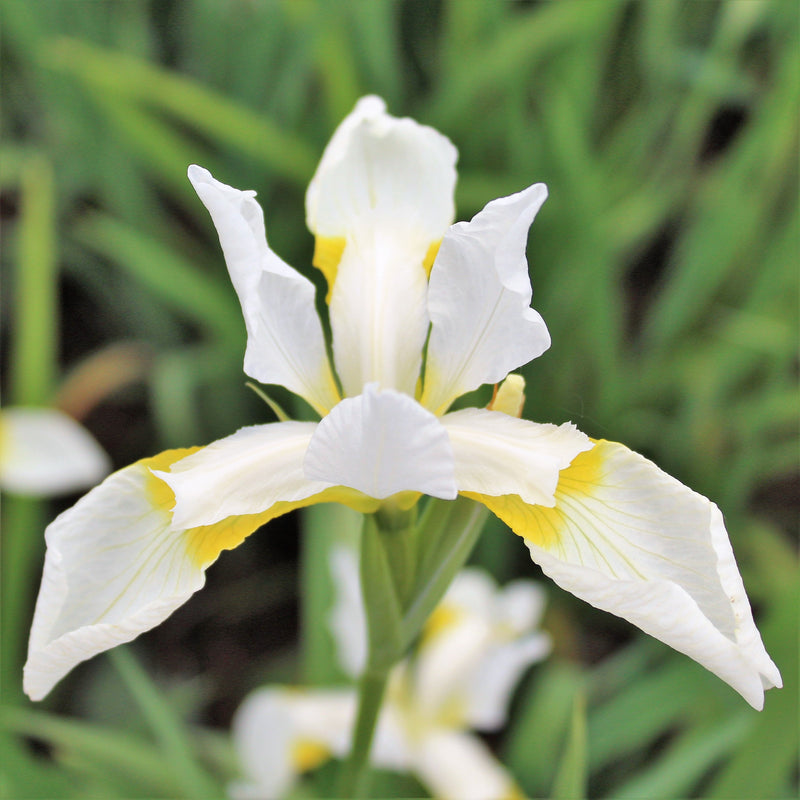 Siberian Iris Snow Queen