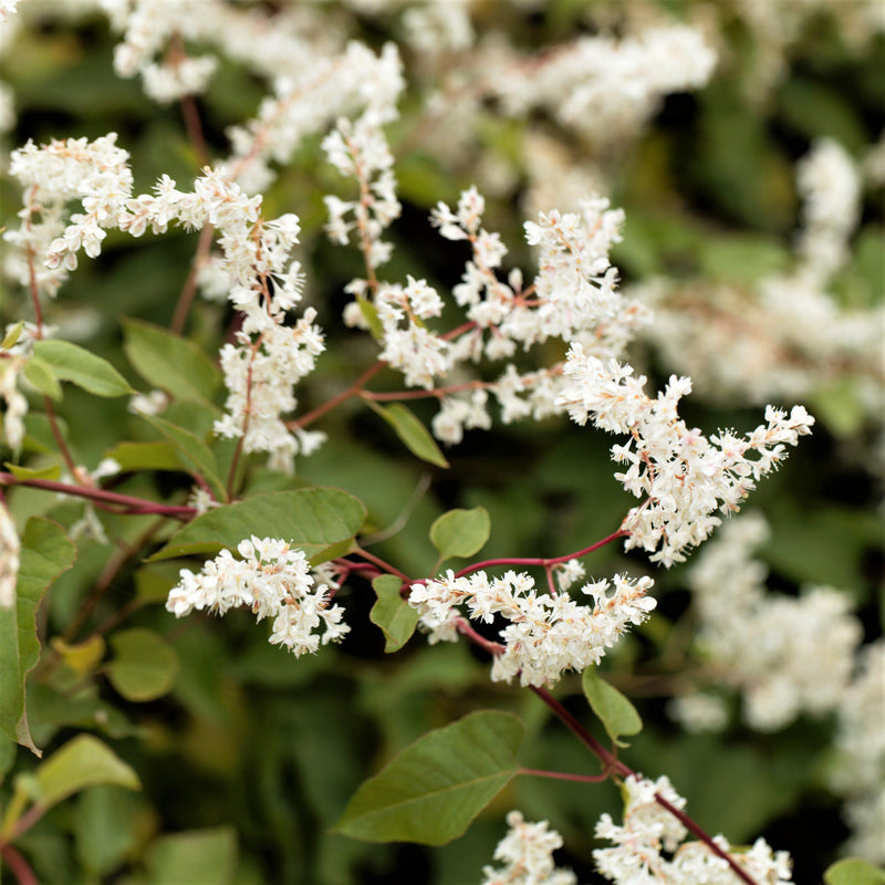 Silver Lace Vine