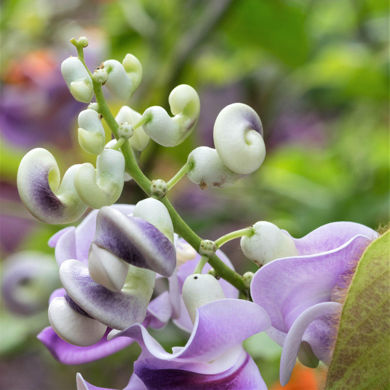 Corkscrew Vine