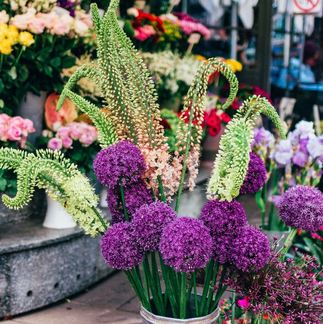 Spheres & Spires Blend - Allium & Eremurus