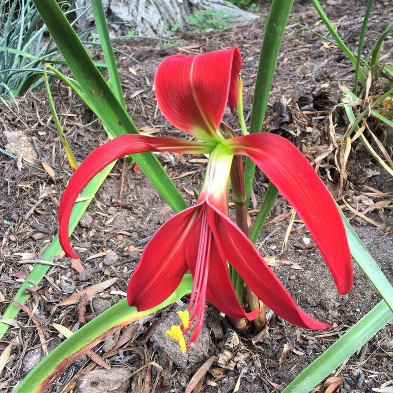 Aztec Lily (Sprekelia)