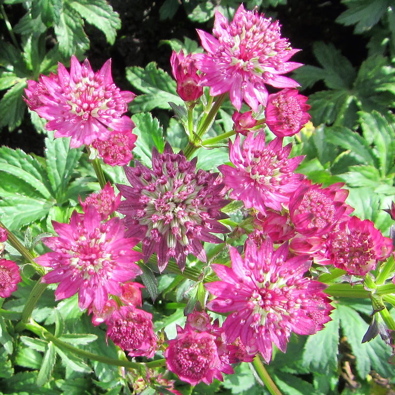 Astrantia Star of Beauty