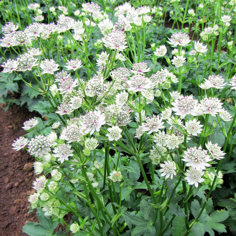 Astrantia Star of Billions