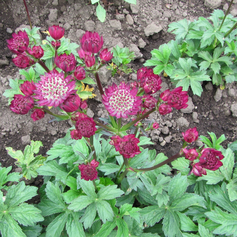 Astrantia Star of Fire