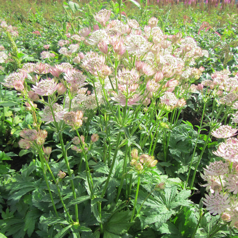 Astrantia Star of Royals