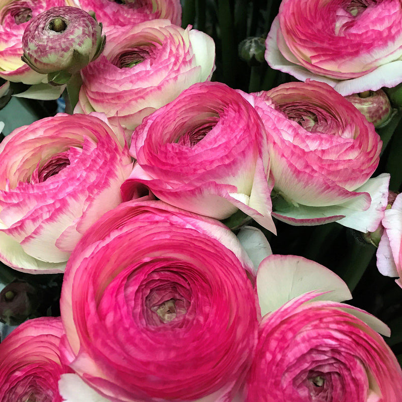 Italian Ranunculus Success Felicidade